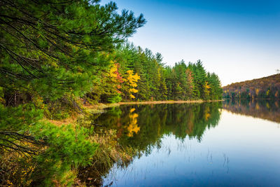 Scenic view of lake in forest against sky