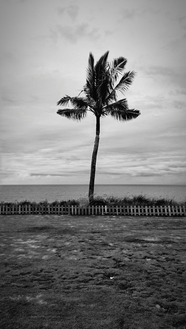 sky, tranquility, tree, tranquil scene, scenics, beauty in nature, nature, water, palm tree, cloud - sky, sea, tree trunk, growth, cloud, silhouette, idyllic, single tree, cloudy, branch, outdoors