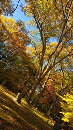 Trees on field