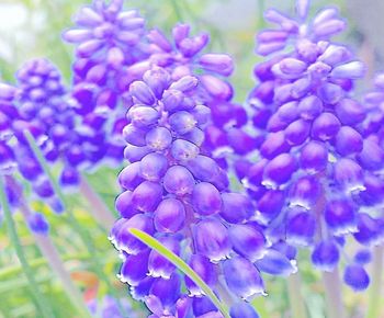 Close-up of purple flowering plant