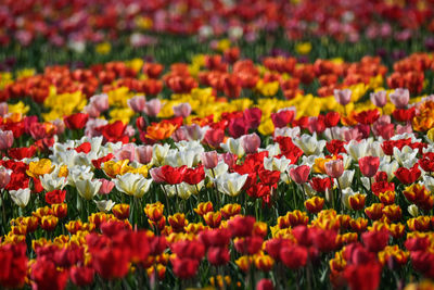 Full frame shot of flowers