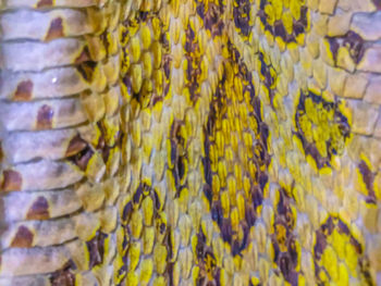 Full frame shot of yellow flowering plant