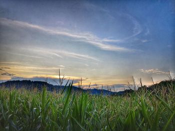 Plants growing on field against sky during sunset
