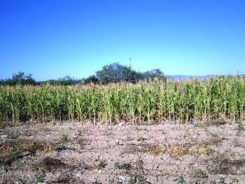 Crops growing on field against clear blue sky