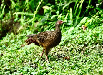 Bird in a field