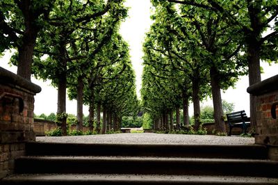 Trees by footpath