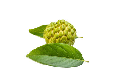 High angle view of green leaves against white background