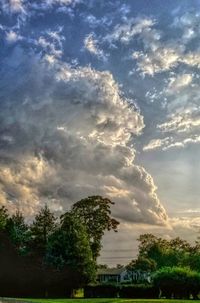 Low angle view of trees against sky