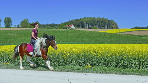 Horses in a field