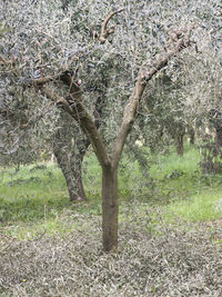 View of bare trees on field