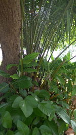 Low angle view of trees in the forest