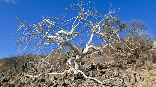 Low angle view of bare tree against clear blue sky