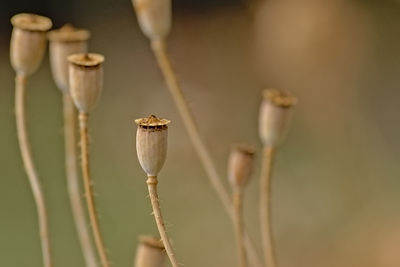 Close-up of wilted plant