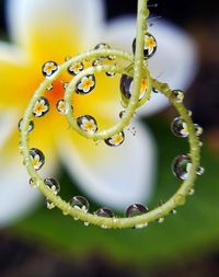 Close-up of wet spider web on plant