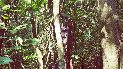 Plants growing on tree trunk
