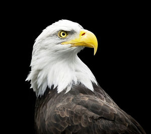 Close-up of eagle against black background