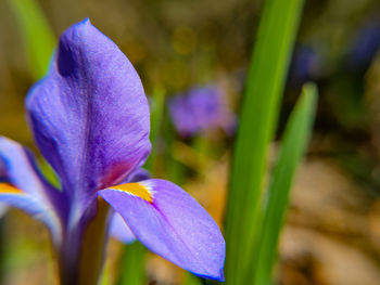 Close-up of purple crocus flower