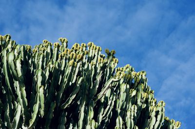 Low angle view of succulent plant against sky
