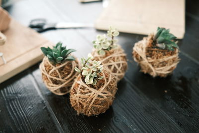 High angle view of potted plant on table