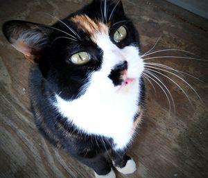 Close-up portrait of cat