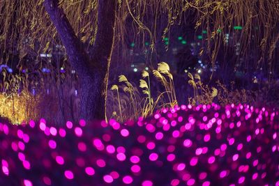 Close-up of illuminated christmas lights