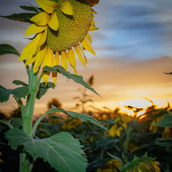 Close-up of yellow flowering plant against sky