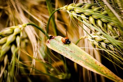 Close-up of ladybug on leaf