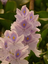 Close-up of purple flowering plant