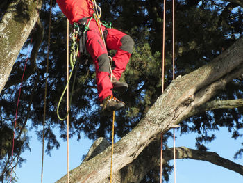 Tree surgeon lumberjack hanging from a big tree