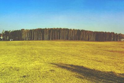 Scenic view of grassy field against blue sky