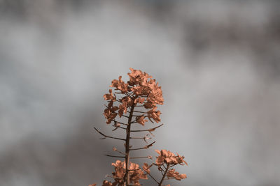 Close-up of wilted plant against sky