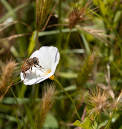 Close-up of insect on white flower