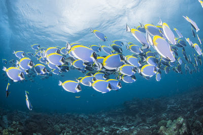 Fish swimming in sea
