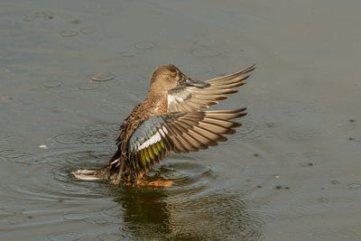 High angle view of bird flying over lake