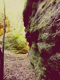 Moss growing on rock