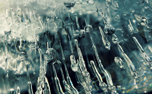 Close-up of frozen plants