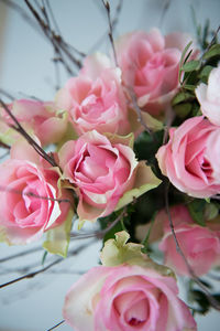 Close-up of pink flowers