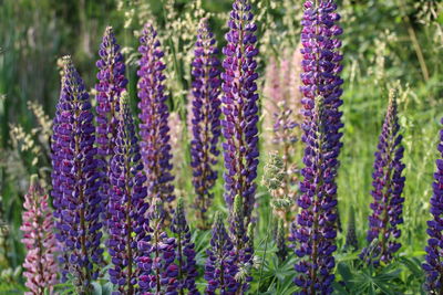 Full frame shot of purple flowering plants