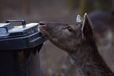 Close-up of a horse