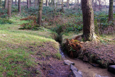 Trees in forest