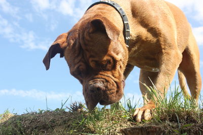 Close-up of dog on field against sky