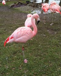 View of birds in grass