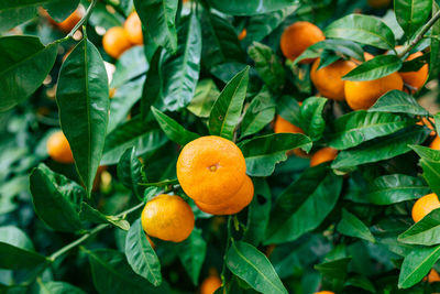 Close-up of orange fruits on tree