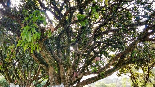 Low angle view of trees