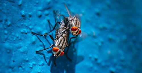 High angle view of insect on sea