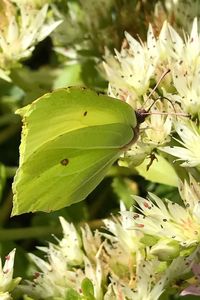 Close-up of insect on plant