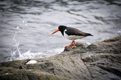 Bird perching on rock