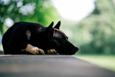 Close-up of a dog resting