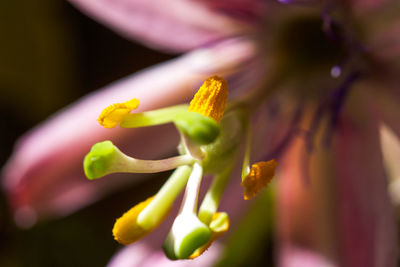 Macro shot of yellow flower