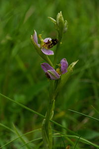 Close-up of pink flowering plant on field